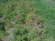 potato leafhopper defoliation