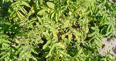 potato psyllid defoliation