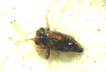 potato psyllid nymph
