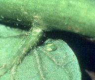 potato psyllids