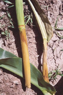 top of diseased corn removed