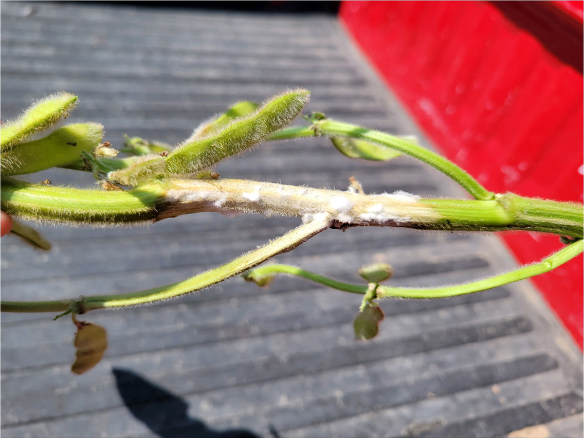 sclerotinia root and stem rot on soybean