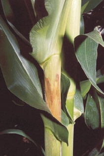 corn sheath with bacterial leaf rot