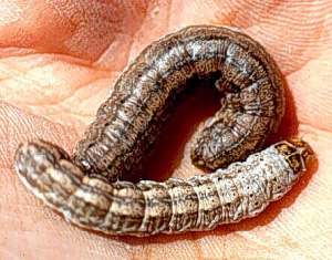 soil cutworm larvae