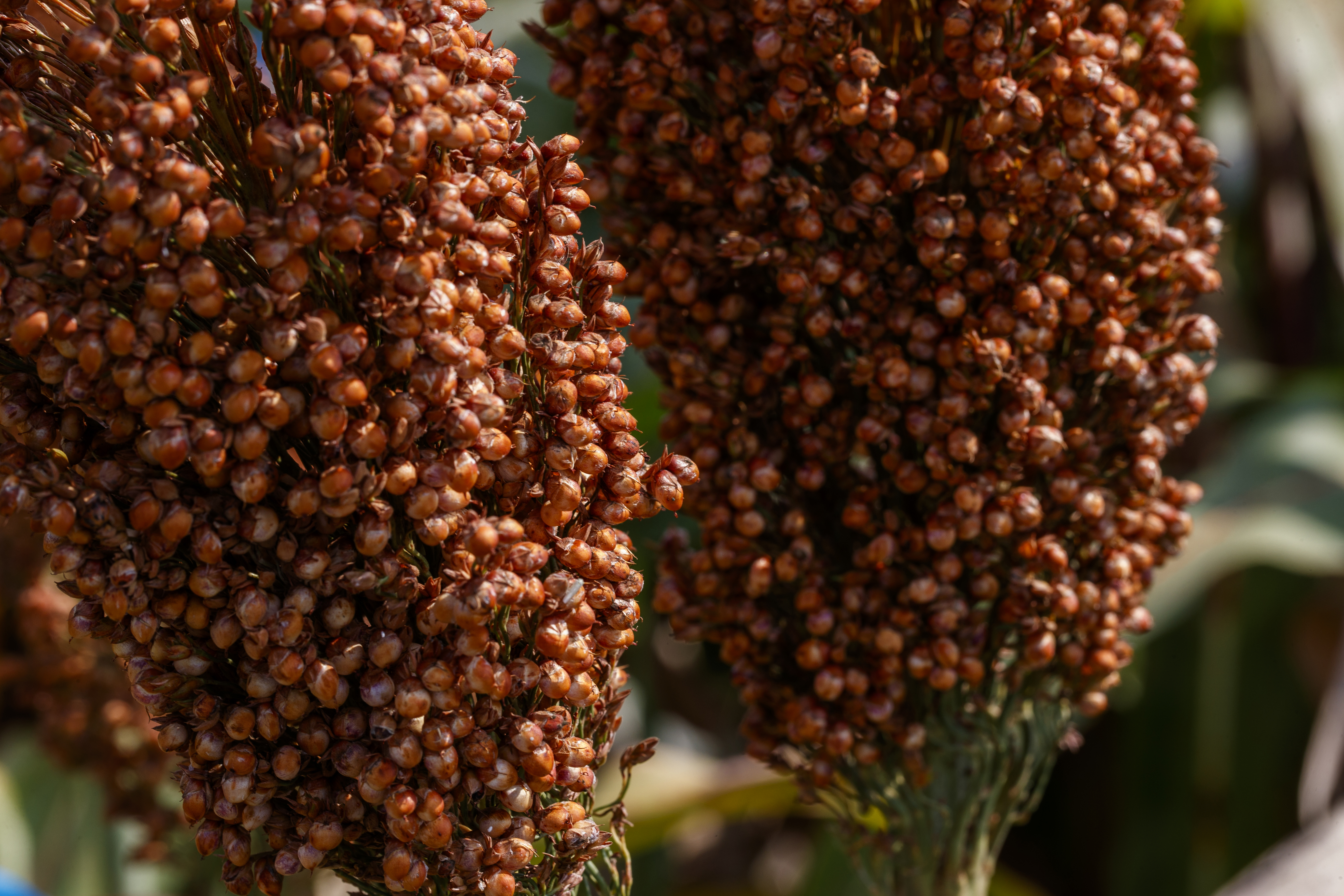 sorghum closeup