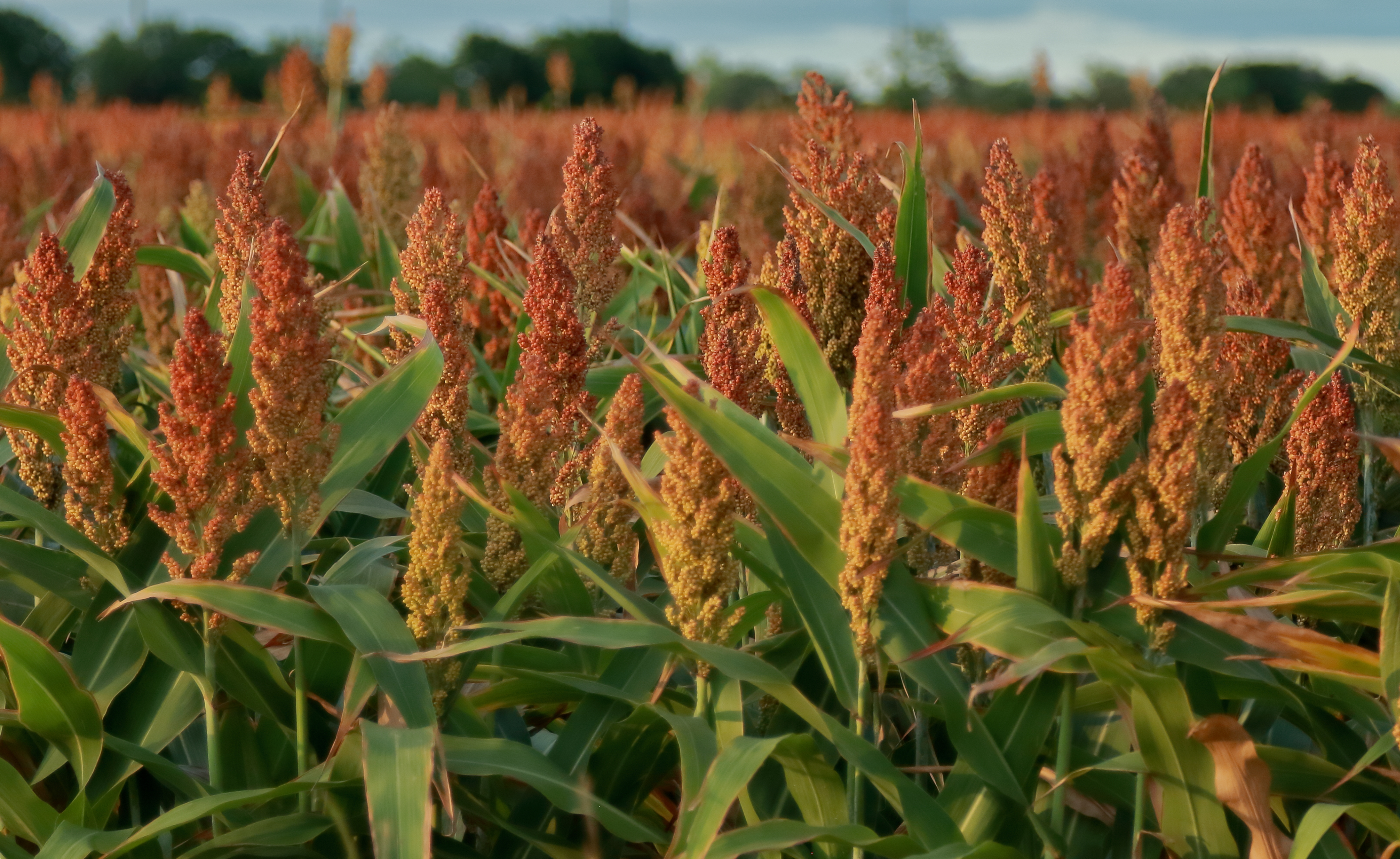 sorghum field