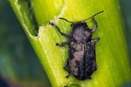 southern corn leaf beetle