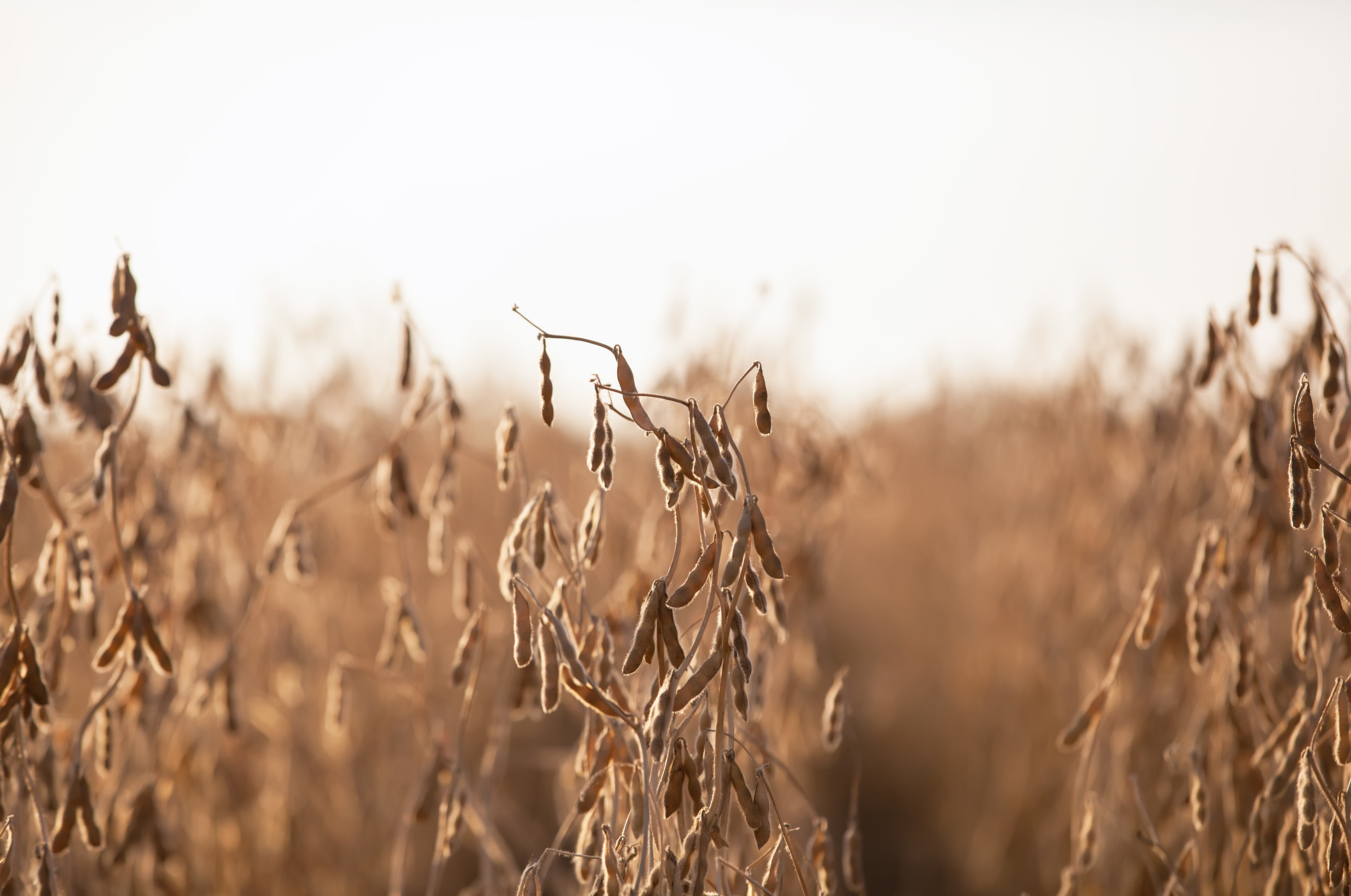 soybean field