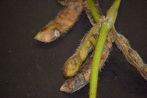 diseased soybean pods