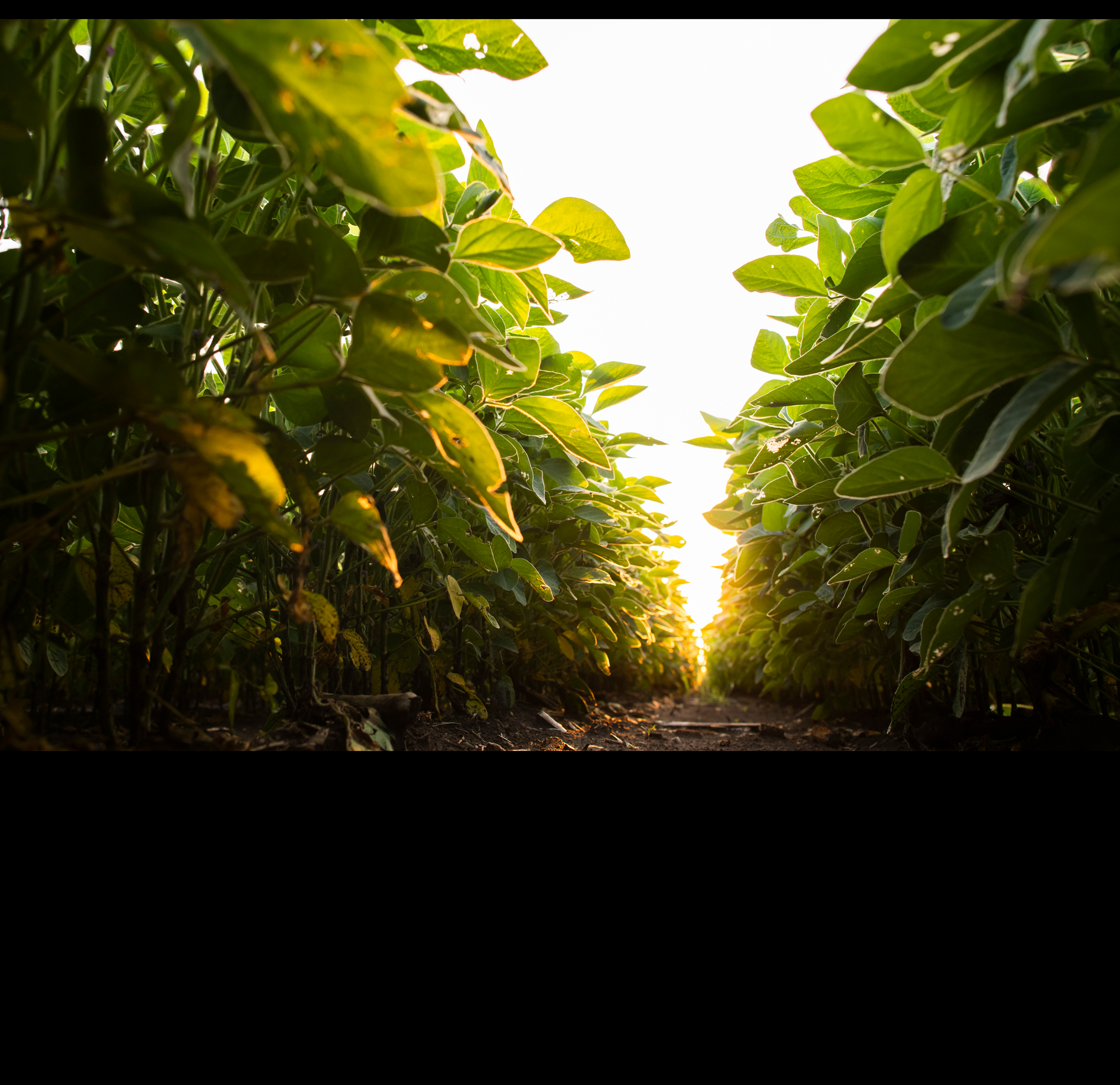 soybean field at ground level