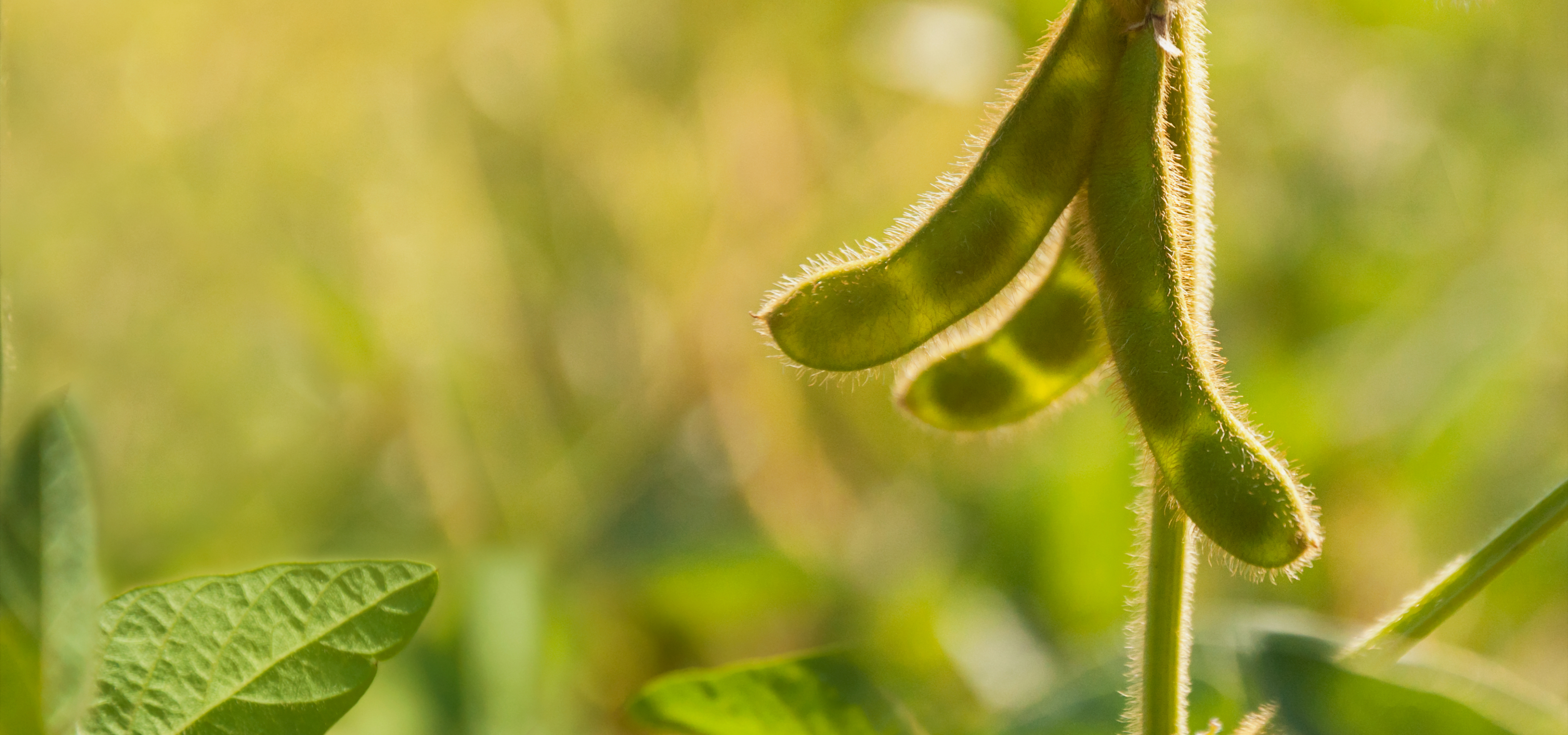 Soybean plant closeup