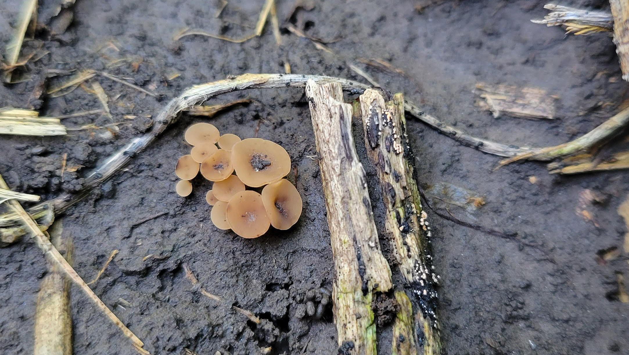 White mold in soybean field