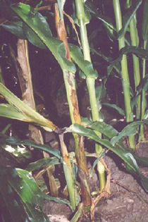 Bacterial stalk rot spread in corn field