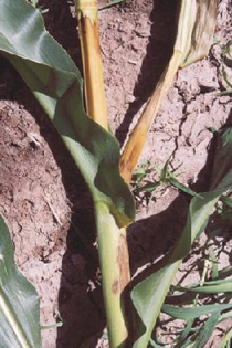 Bacterial Stalk Rot on stalk and leaves