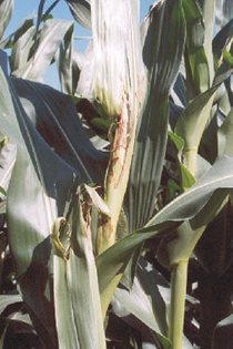 Stalk rot on corn