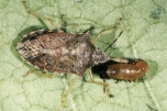 Stinkbug spined-soldier adult feeding