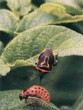 Stinkbug two-spotted dark adult feeding