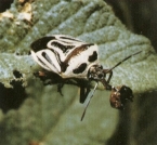 Stinkbug two-spotted light adult feeding