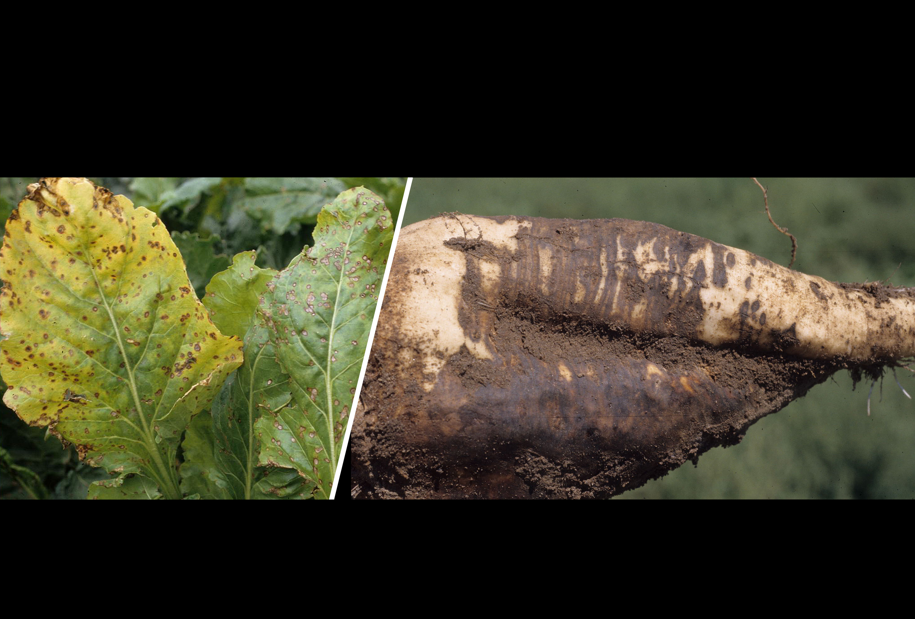 sugarbeet with rhizoctonia root rot