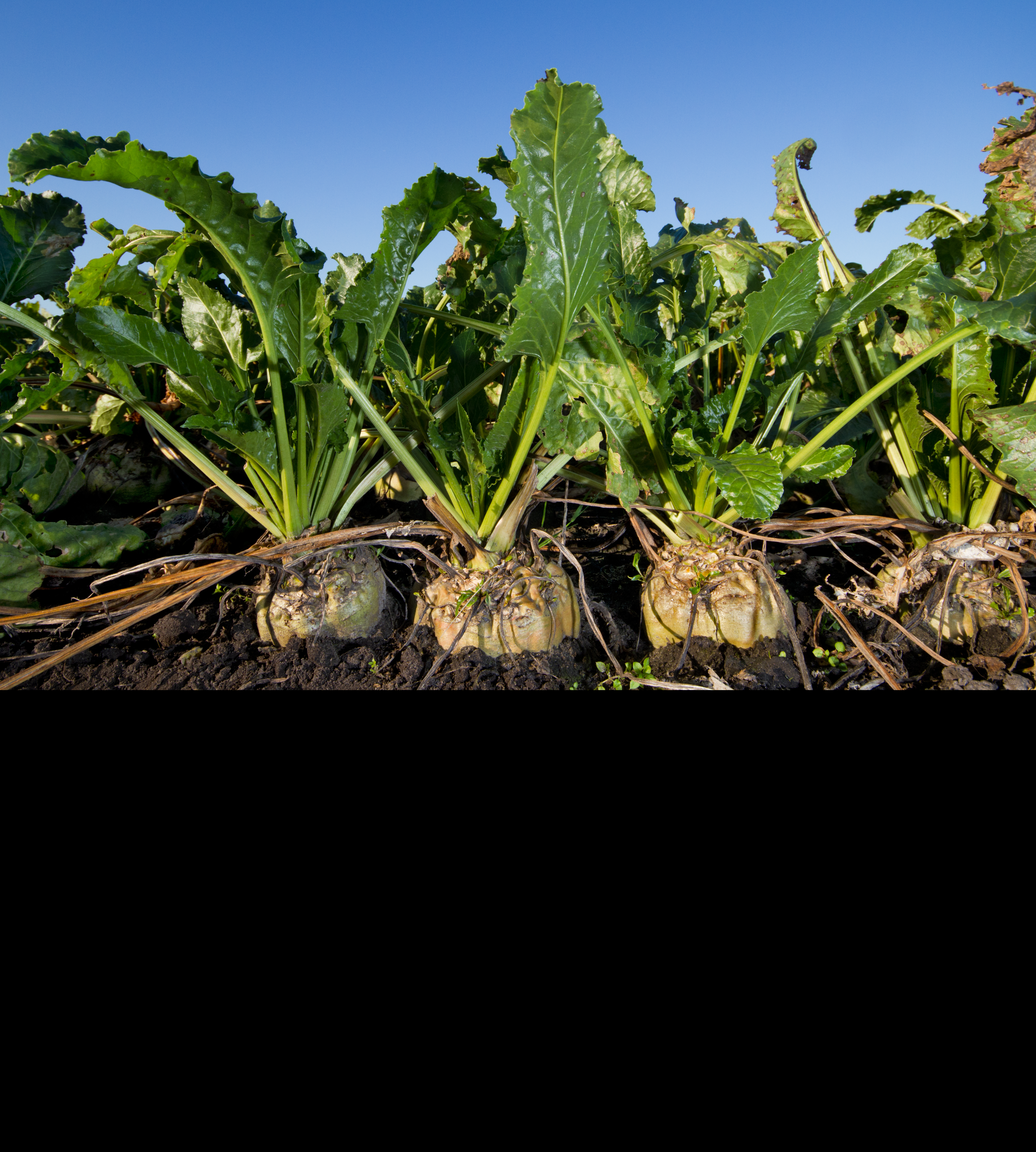 sugarbeets in field