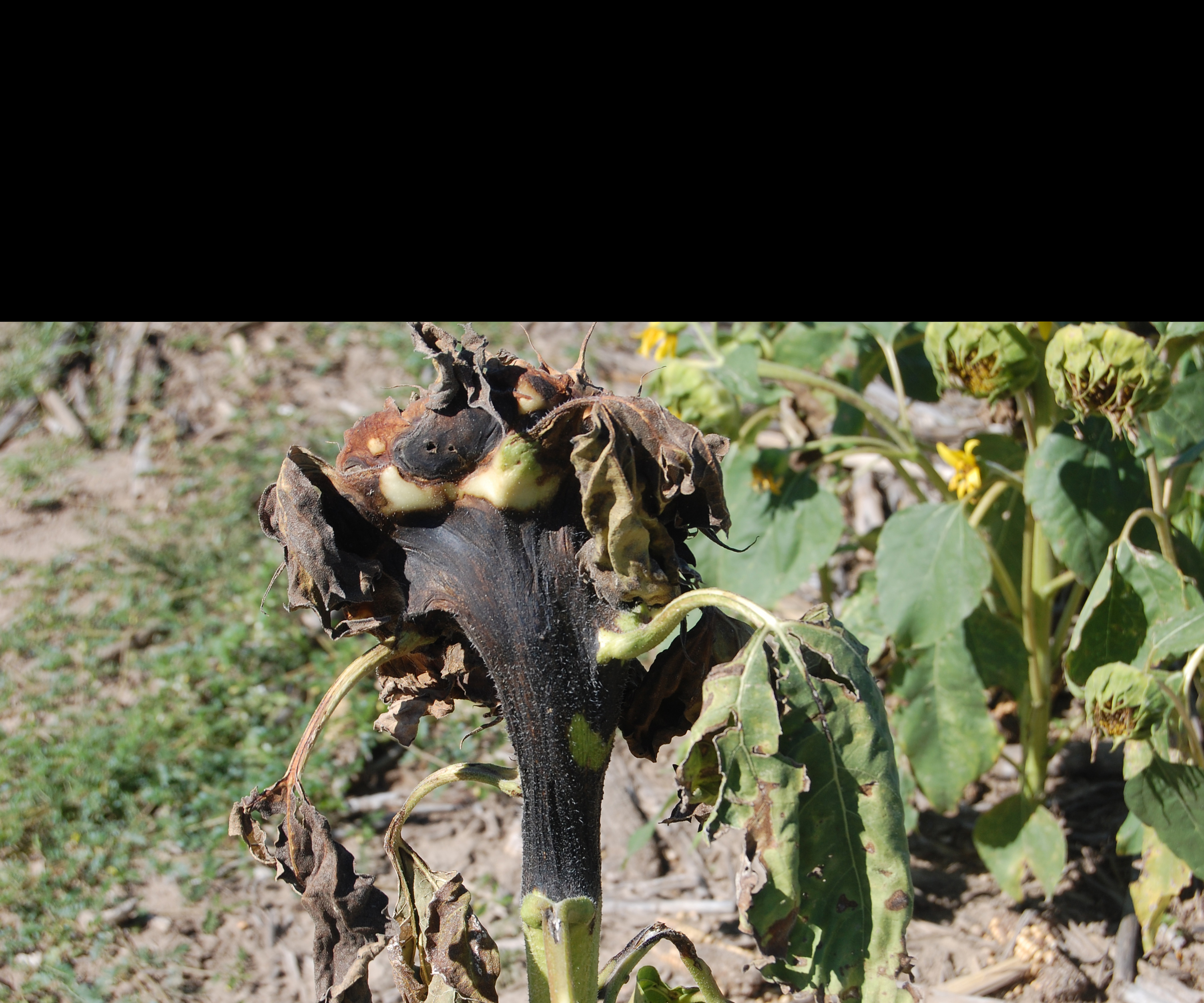 sunflower with bacterial head rot