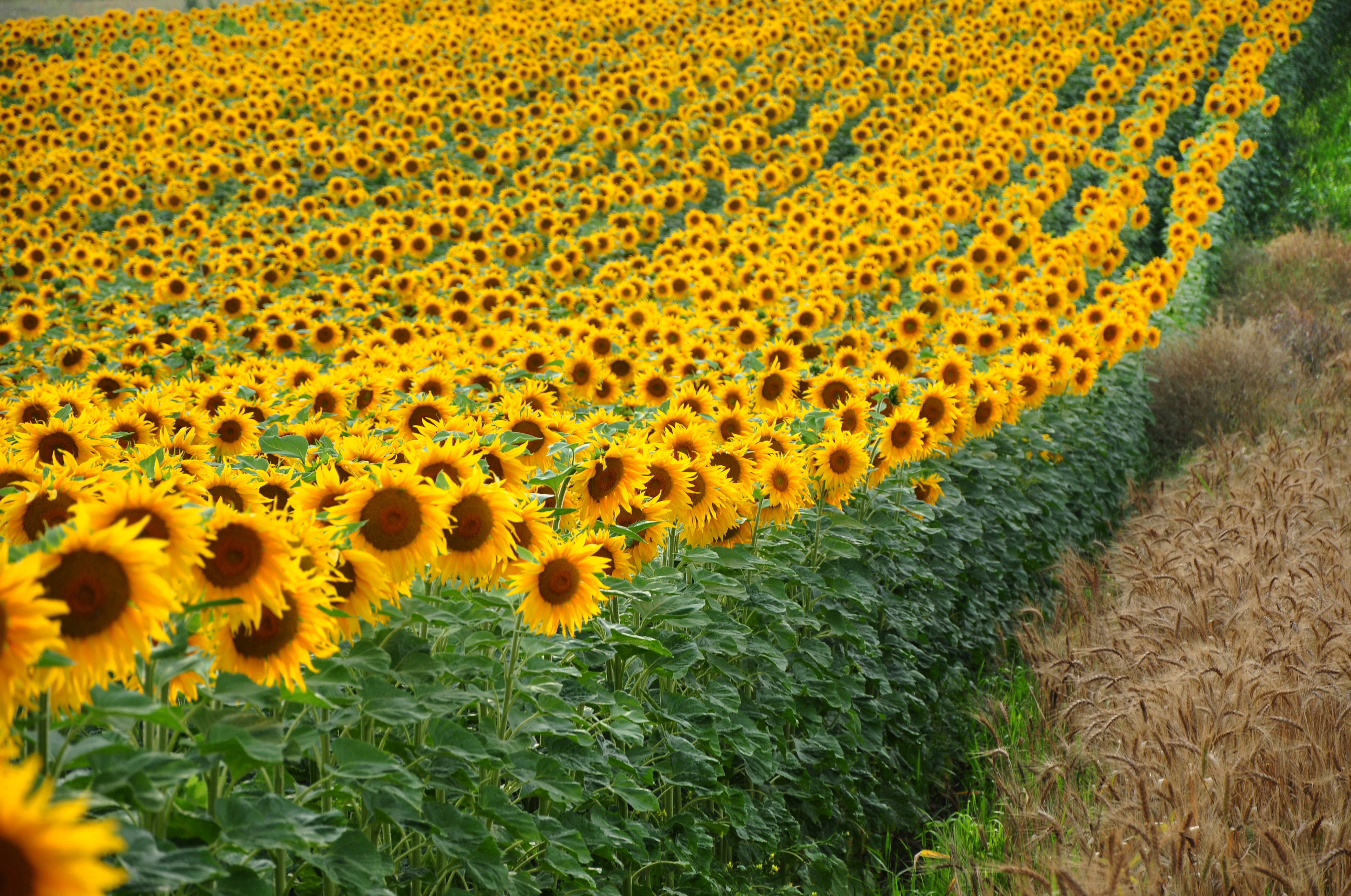 sunflower field