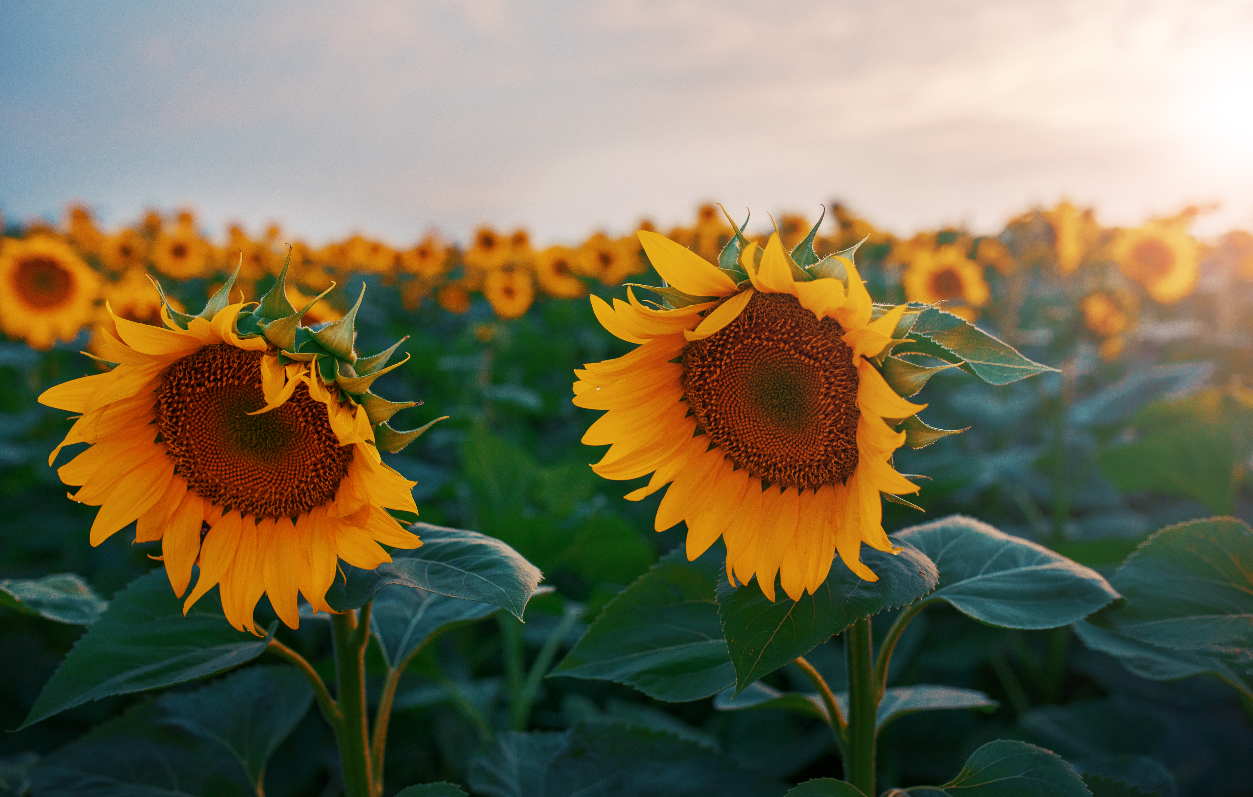 sunflower field