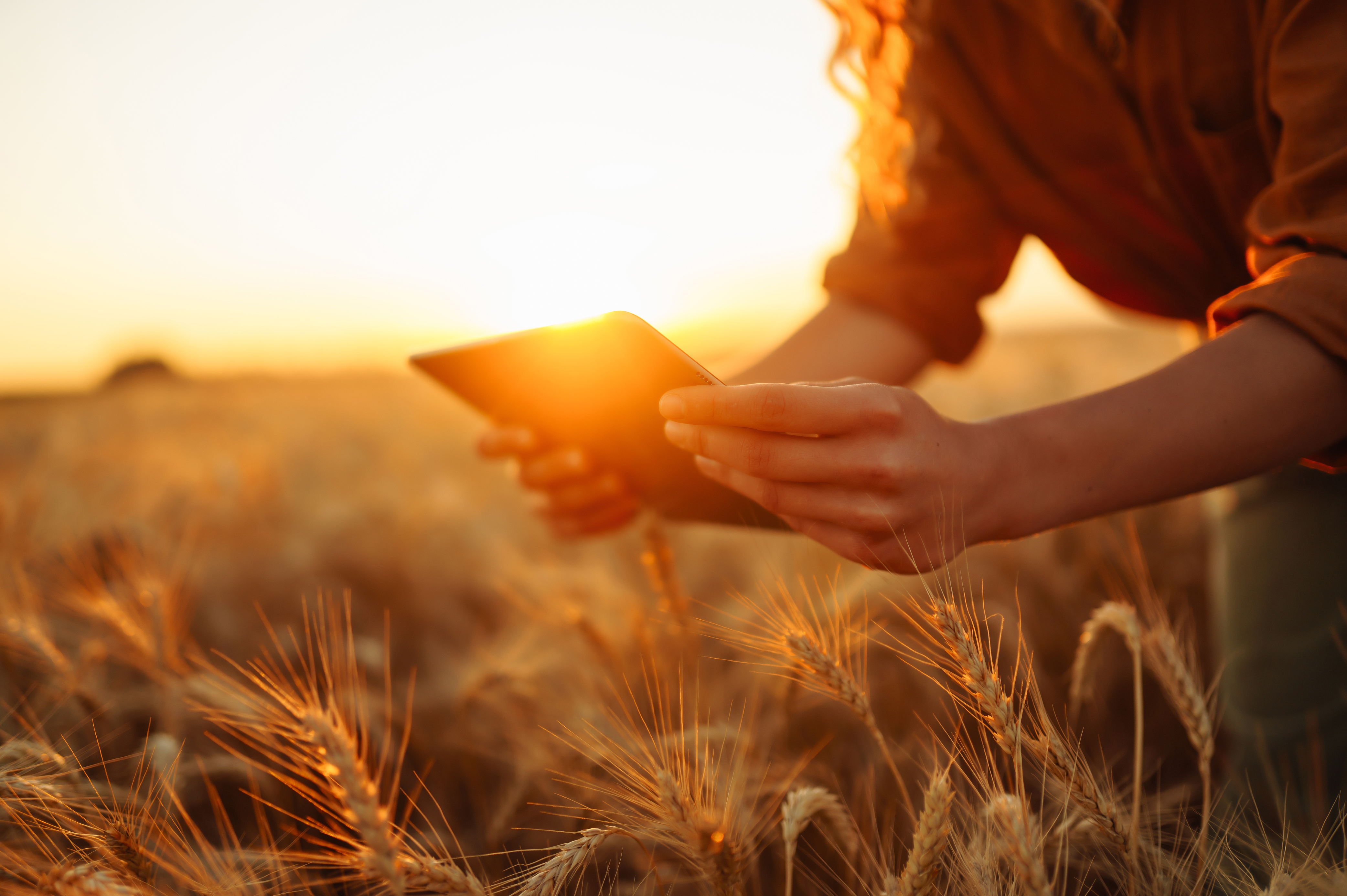 woman holding tablet in wheat field hero