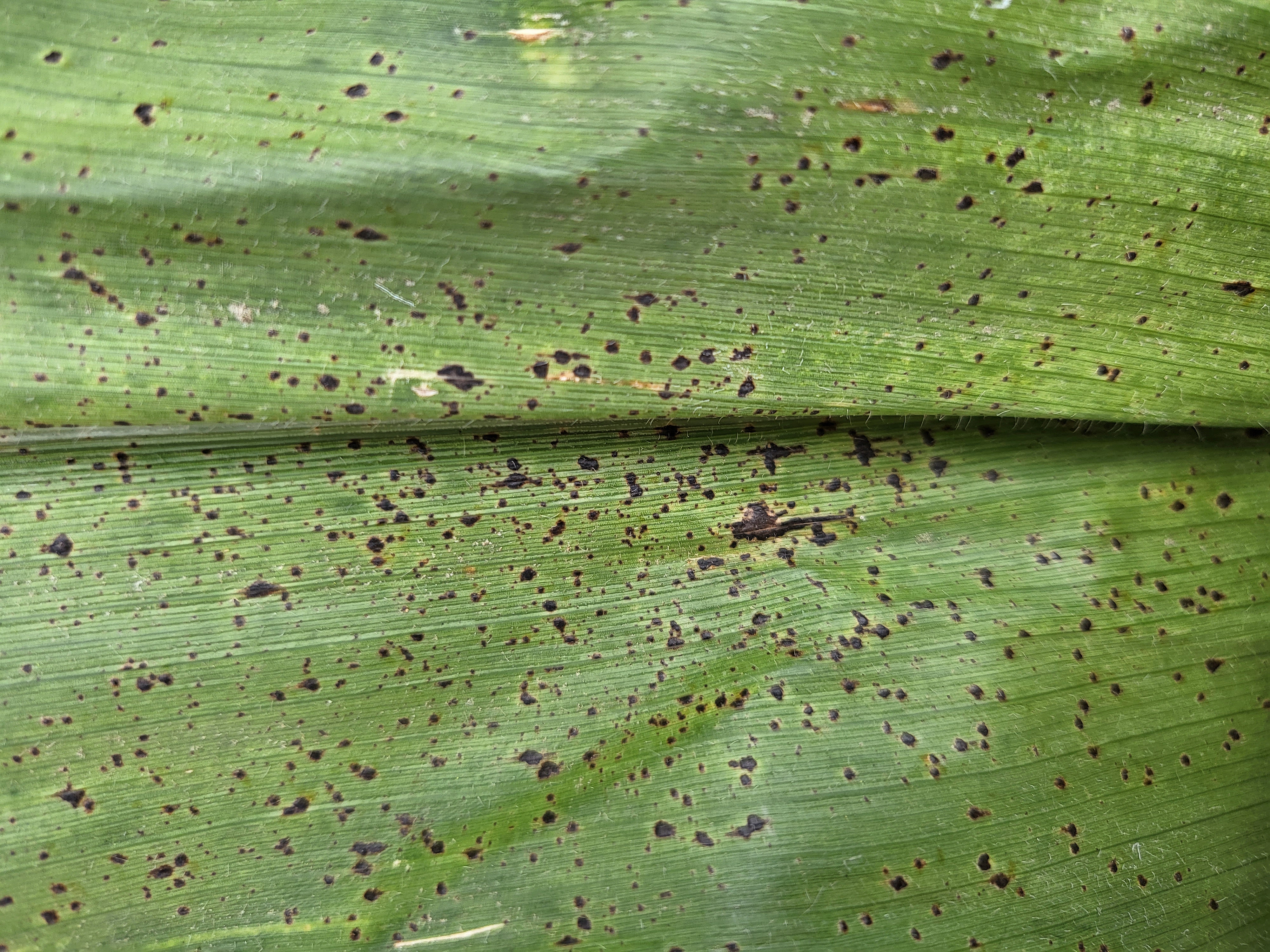 tar spot on corn leaf