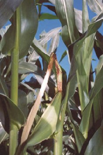 Bacterial stalk rot on tassel