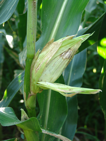 teardrop-shaped ear