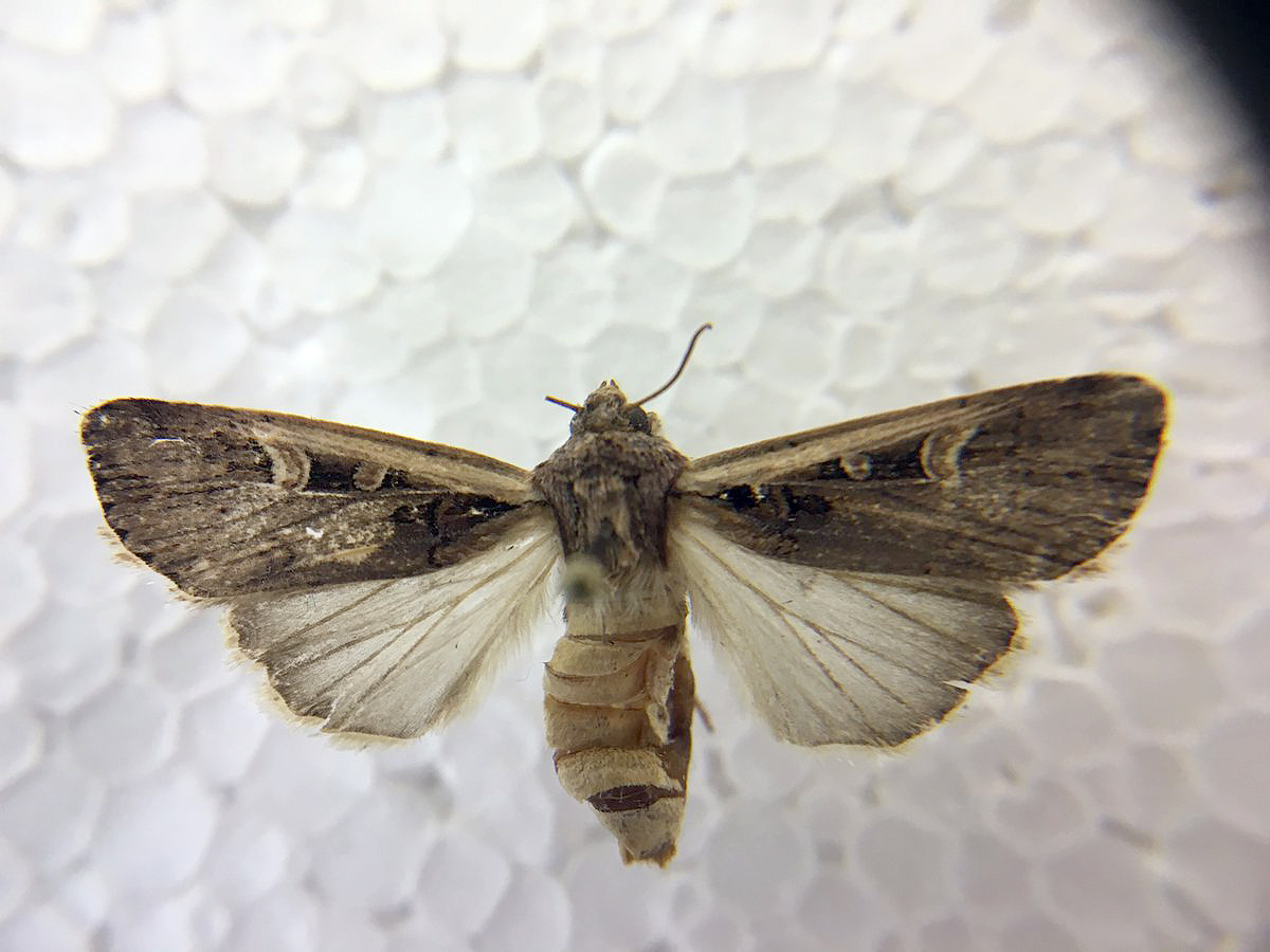 western bean cutworm