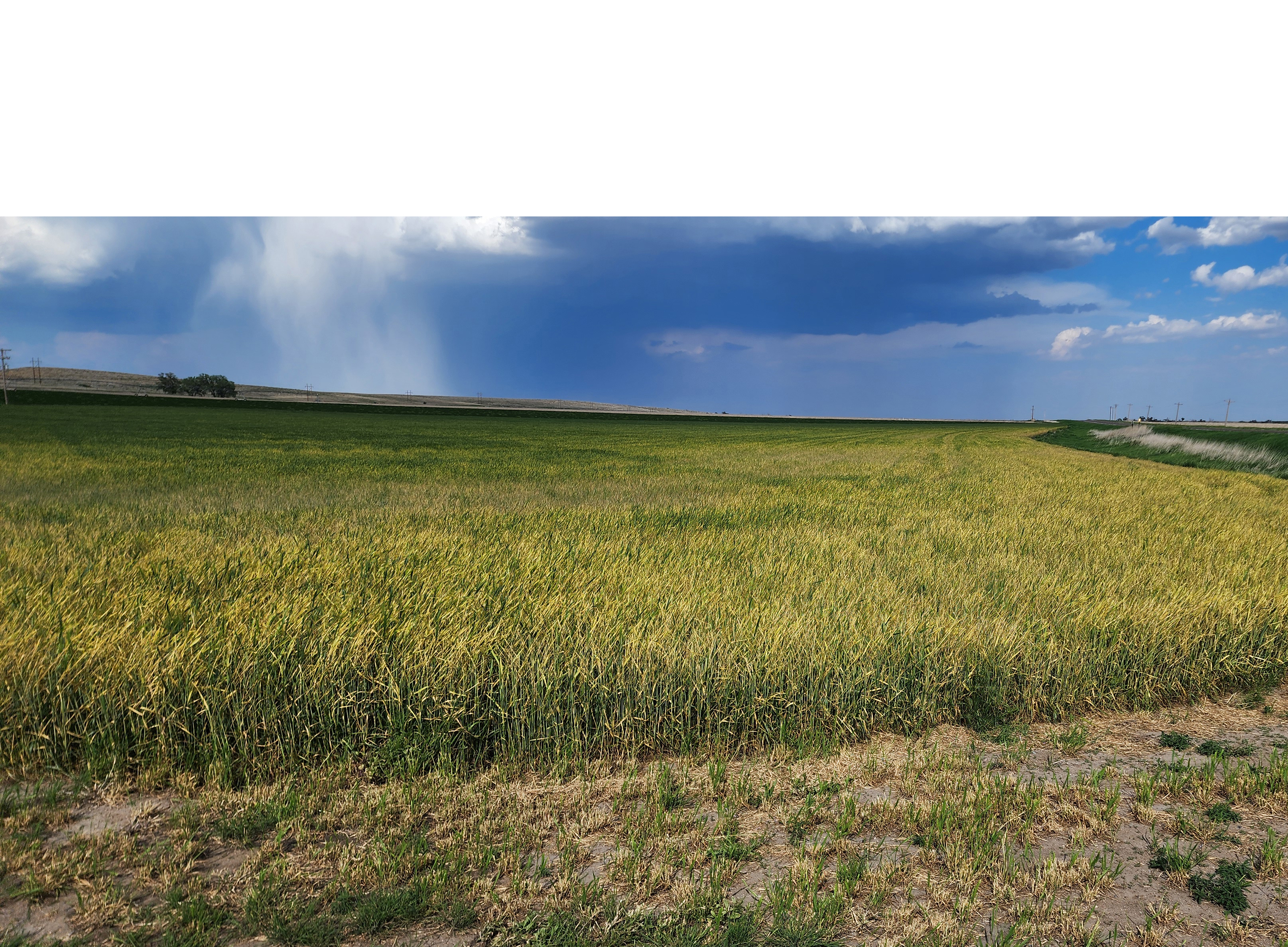 wheat field with barley yellow dwarf