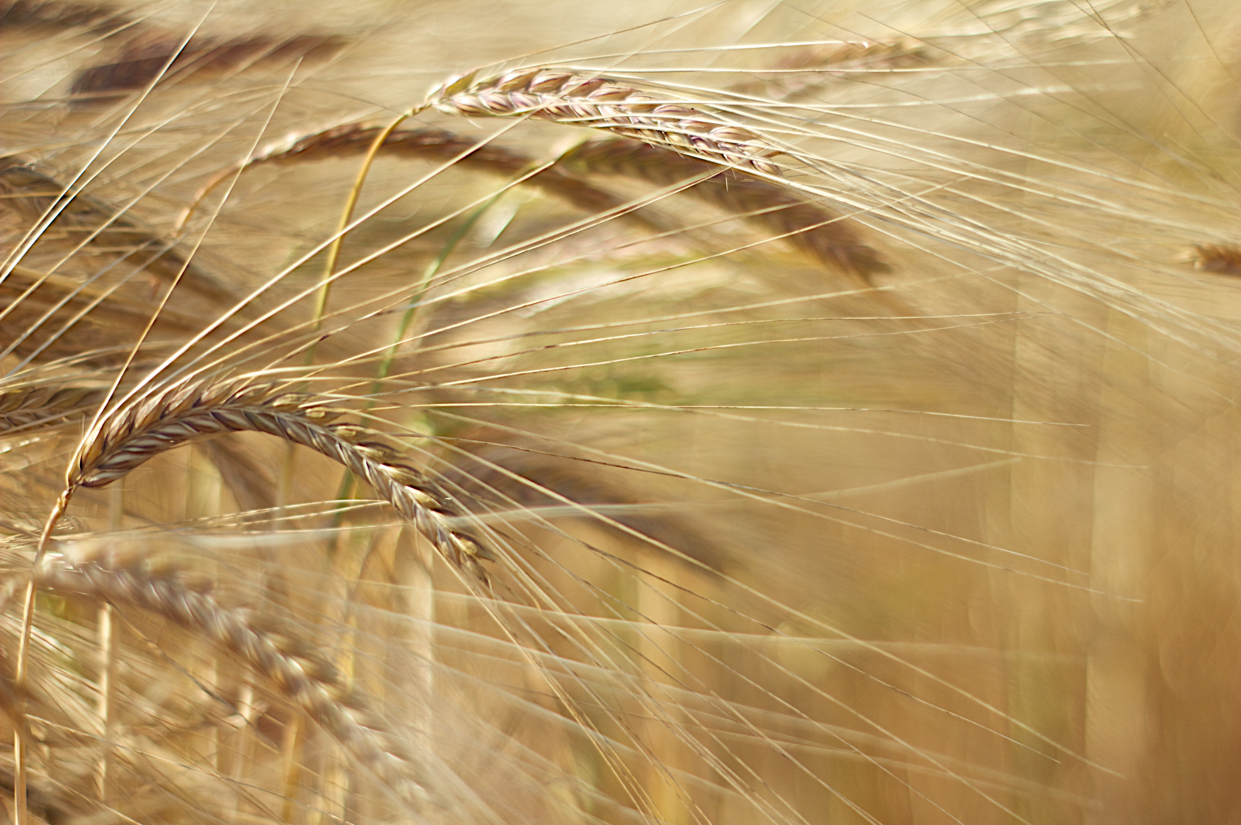 wheat field