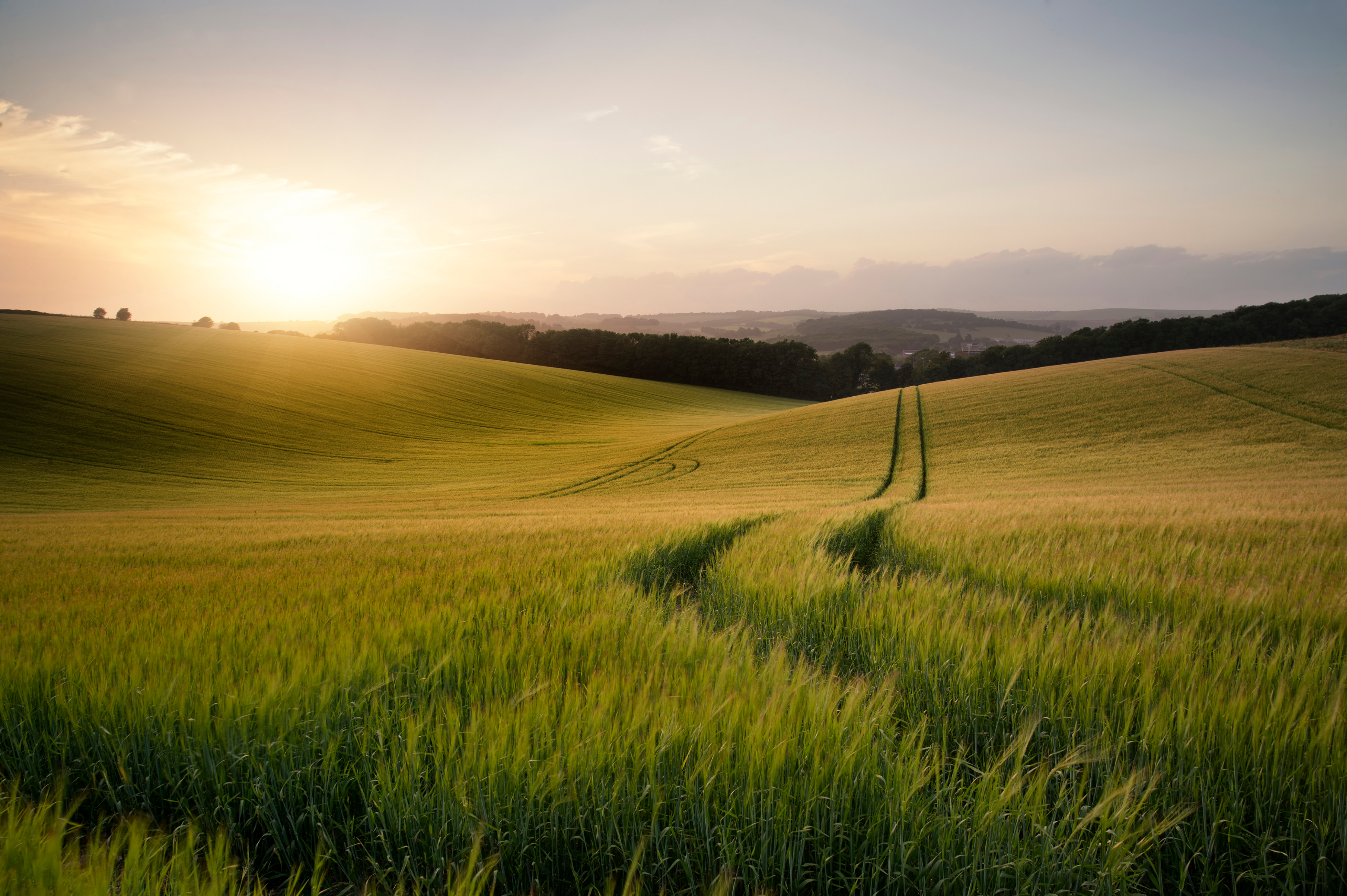 wheat field at sunset