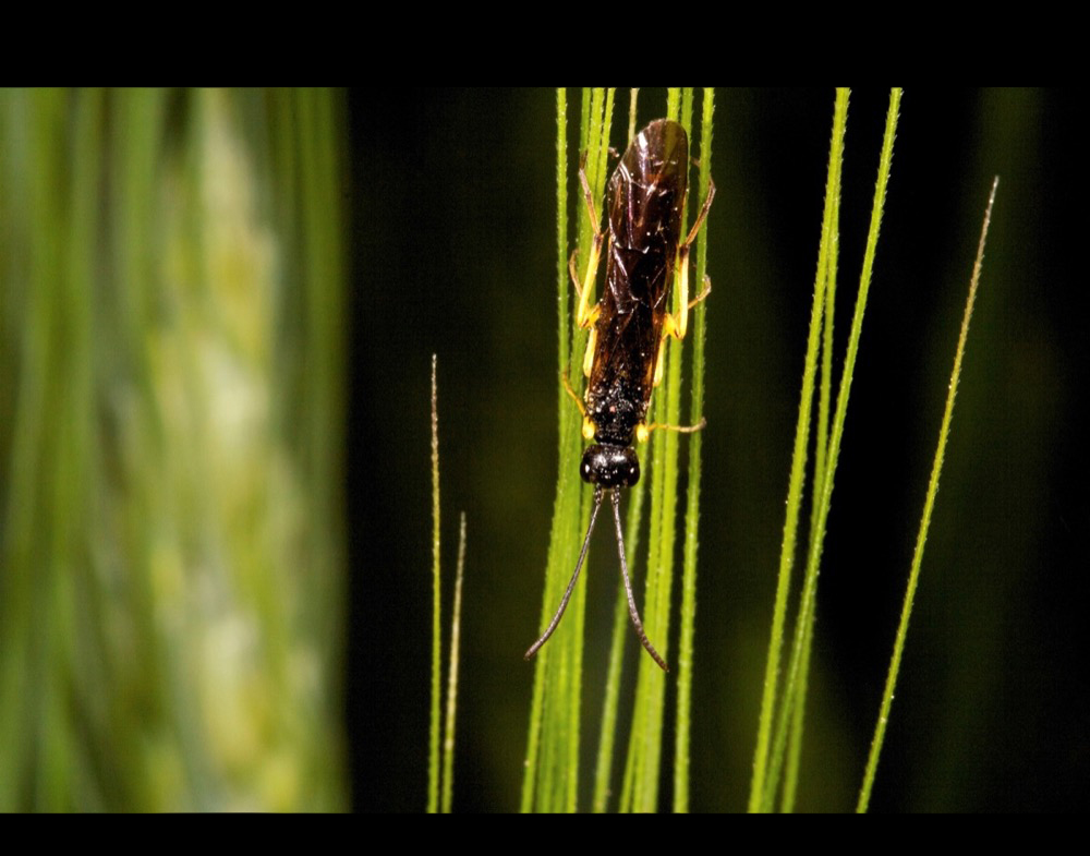 wheat stem sawfly on plant