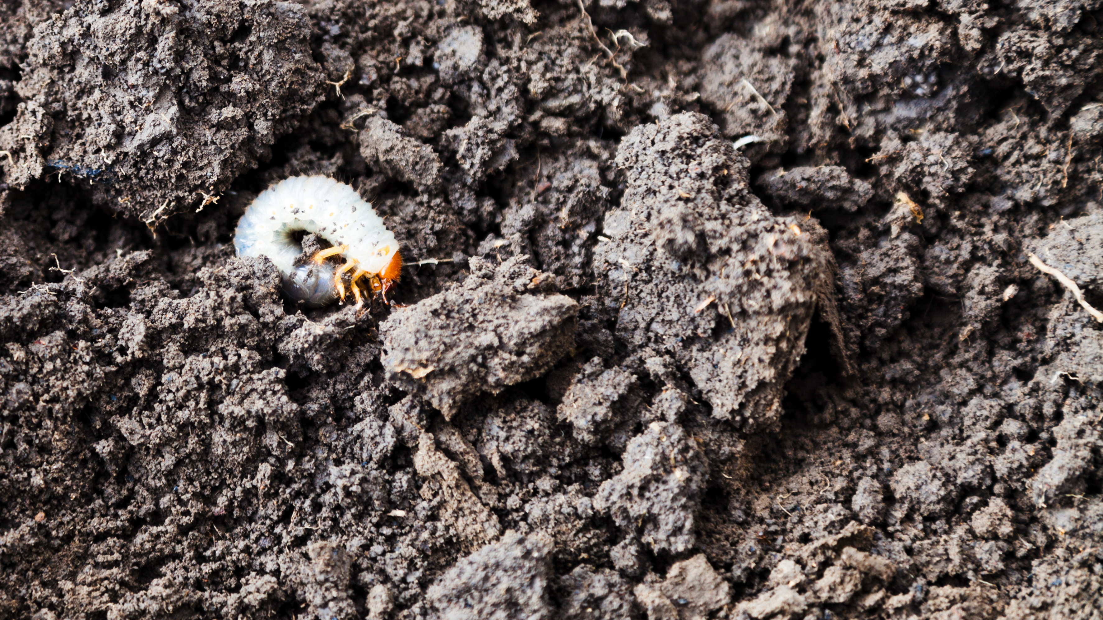 white grub in dirt