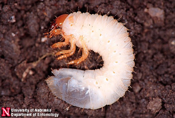 white grubs