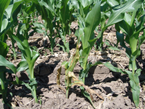 Corn wilting and plant death