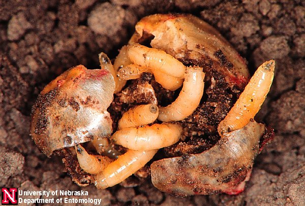 wireworms