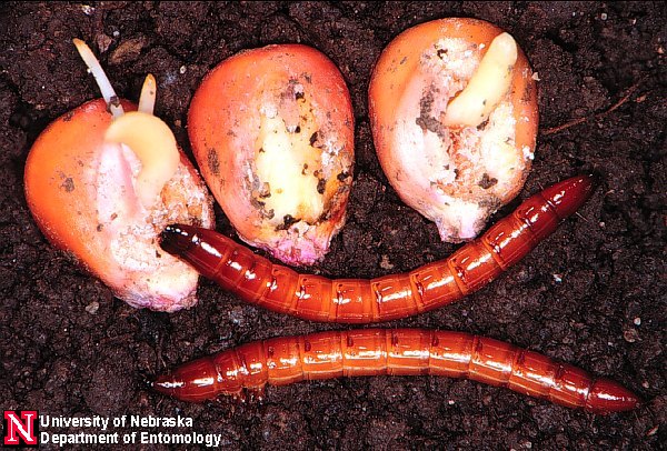 wireworms