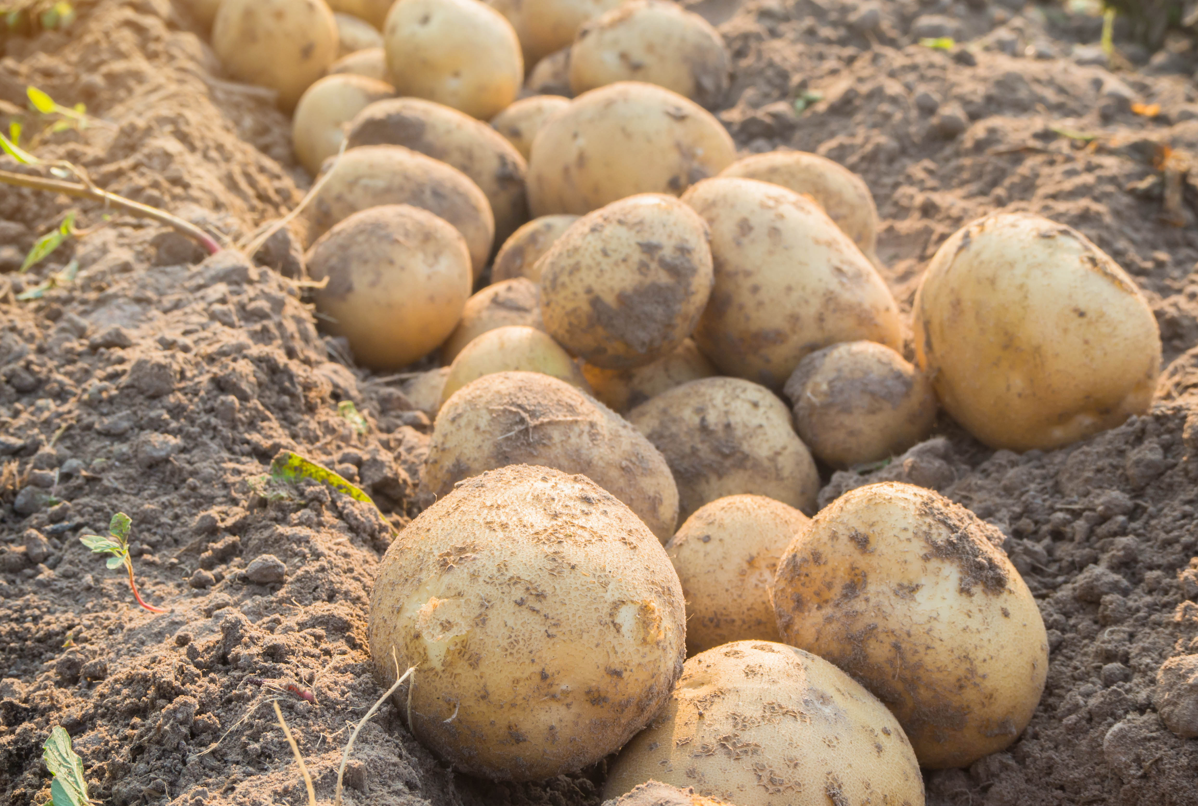 potatoes in field