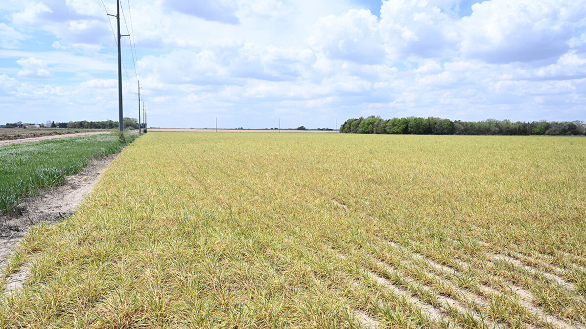 wheat streak mosaic virus diseased wheat field