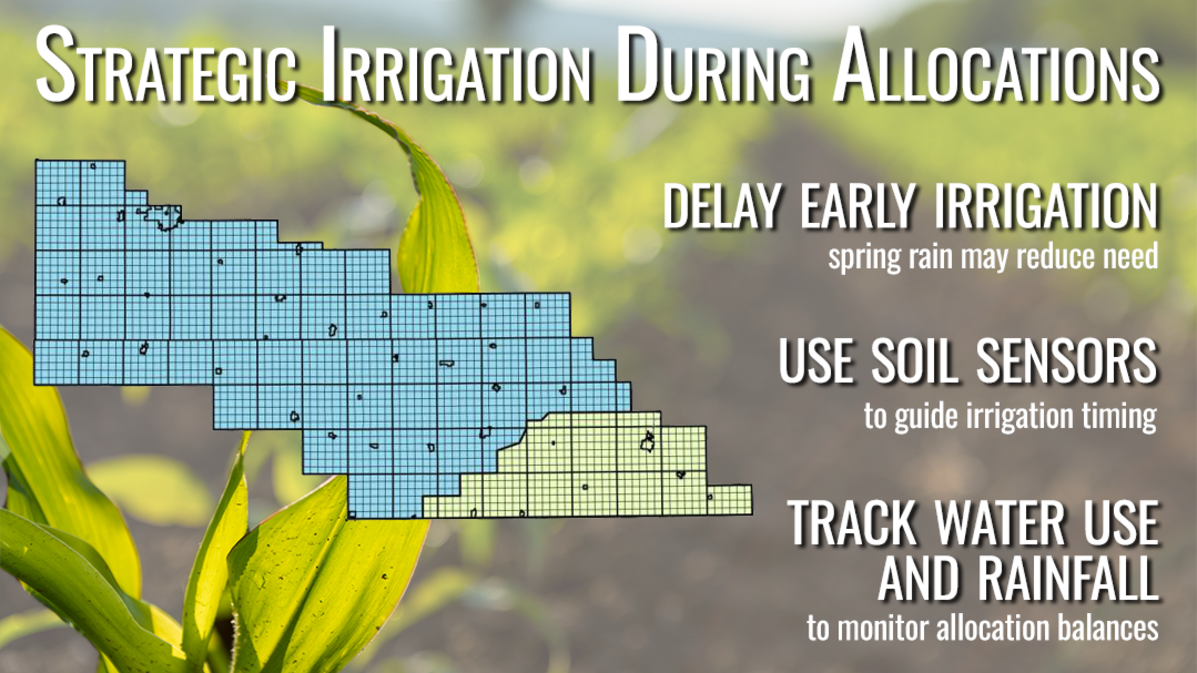 corn field graphic with irrigation tips