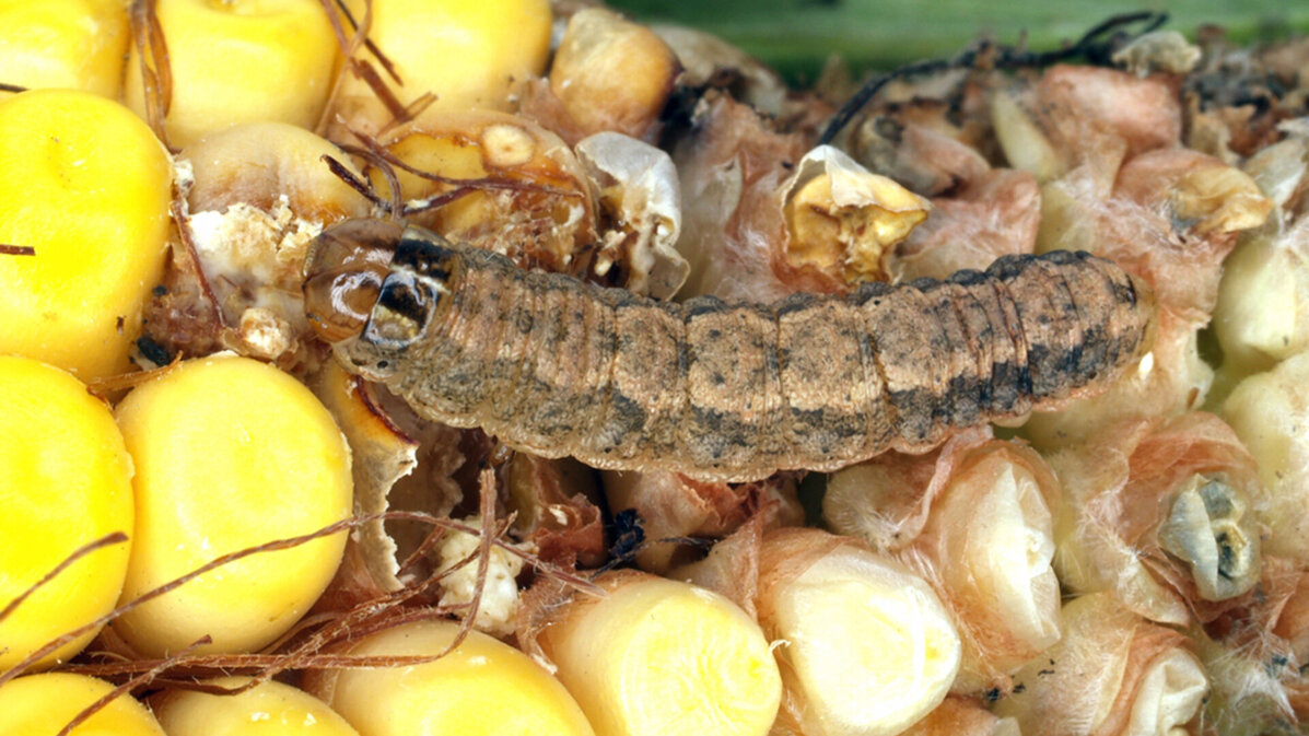 western bean cutworm larva eating a kernel of corn on a corn ear
