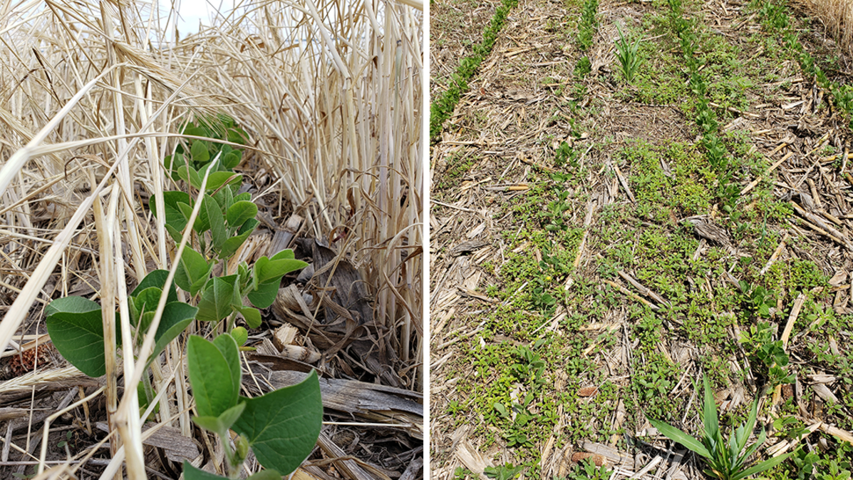 Side-by-side comparison of soybean growing in two cover crop systems — left image shows soybeans emerging through thick cereal rye residue with minimal weed pressure; right image shows soybeans in a no-cover system with high weed presence between rows.