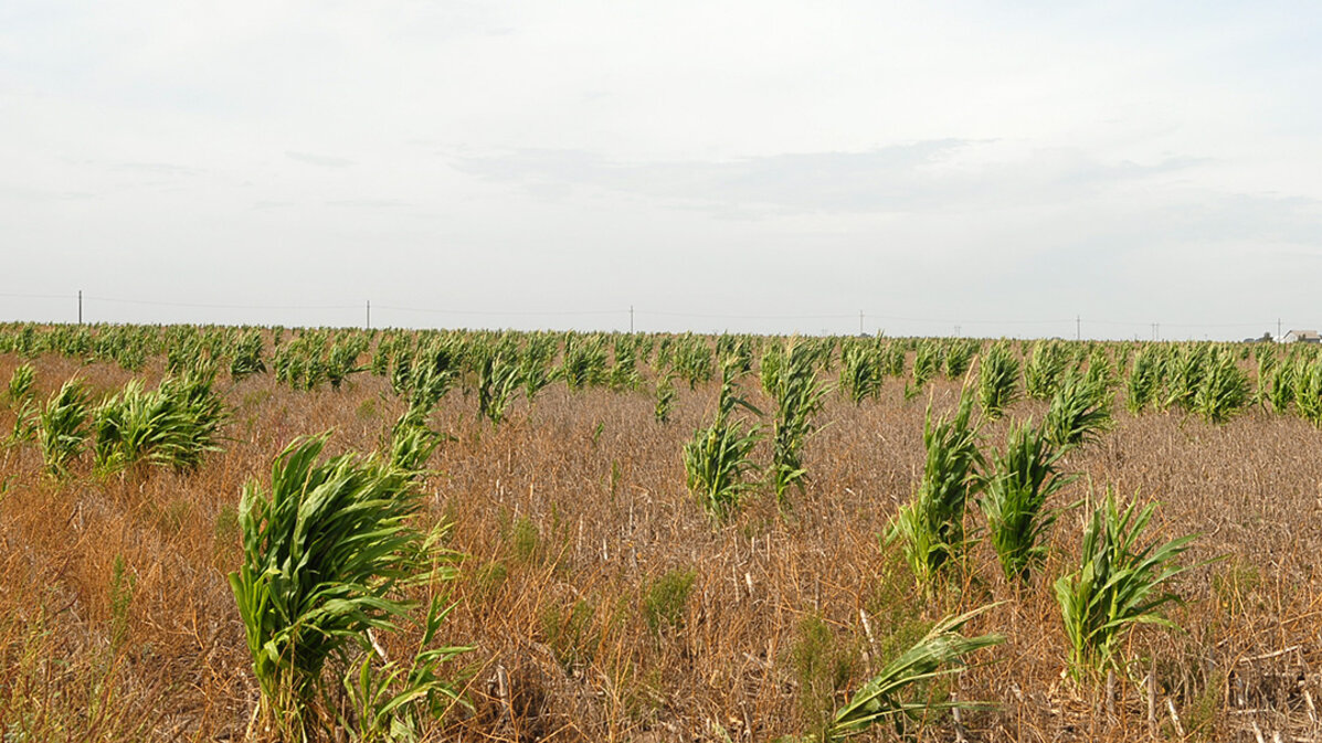 Volunteer corn plants scattered across a harvested field, illustrating a widespread post-harvest infestation with uneven growth and weed pressure.