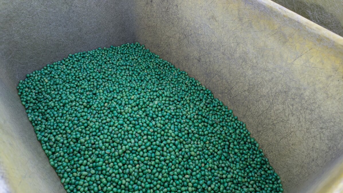 treated soybean seed in a hopper.