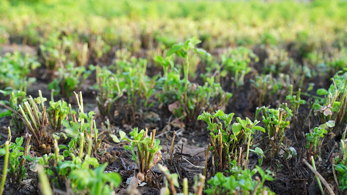 Alfalfa regrowth emerging from recently cut stems after harvest, showing healthy green shoots as plants mature.