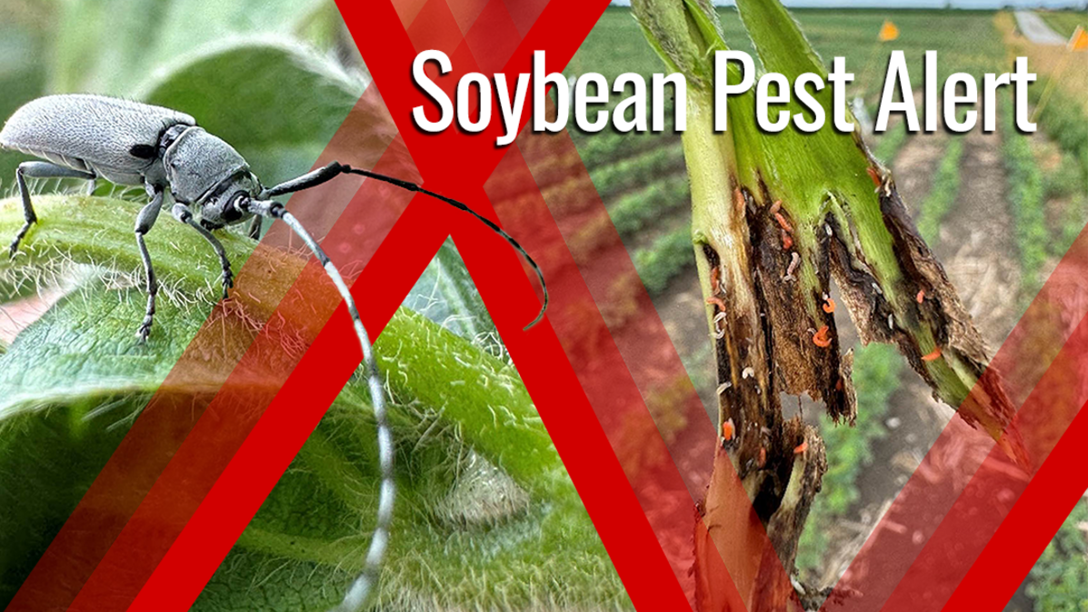 Split image showing a Dectes stem borer adult on a soybean leaf and soybean stem damage from gall midge larvae near a field edge, highlighting pest pressure before plants mature.